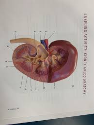 Want to learn more about it? Solved Labeling Activity Kidney Gross Anatomy 15 14 13 1 Chegg Com