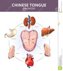 Chinese Tongue Diagnosis Internal Organs Stock Vector