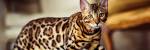 Available Bengal Kittens For Sale & Cats For Adoption