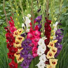 Gladioli Gladiolus Gladiolus Bulbs Bulb Flowers