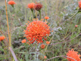 Image result for Hypericophyllum