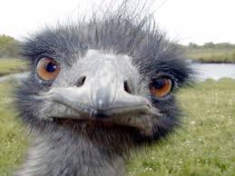 Baby bird with spiky hair. 20 Animals Having A Bad Hair Day