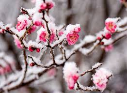 The discovery of a doppelgänger. 11 Winter Flowers To Plant In Your Garden