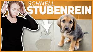Ist das nicht der fall, solltest du ursachenforschung betreiben. Stubenreinheit Welpe Oder Erwachsener Hund I 4 Tipps Wenn Der Hund In Die Wohnung Macht Youtube