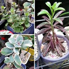 Varieties Of Kalanchoe K Fedtschenkoi Variegata K Delagoensis X Daigremontiana Pink Butterflies K La Succulents Planting Succulents Succulents Garden