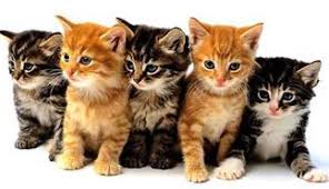 List of medical and health from the state of indiana, the city of brownsburg: Pet Clinic Of Brownsburg