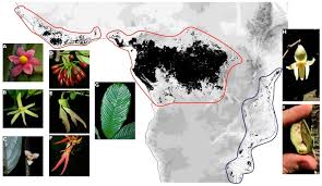 Image result for Polyceratocarpus