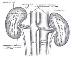 Image result for kidney