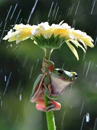 Pin By Kimillo Ve V On Sapinhos In 2020 Animal Photography Wildlife Photography Animals