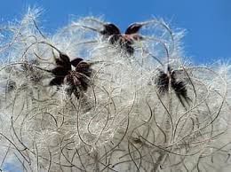 We did not find results for: Clematis Vitalba Pods Soft Fluffy Seeds Liane Fruits White Woolly Clematis Real Clematis Pikist