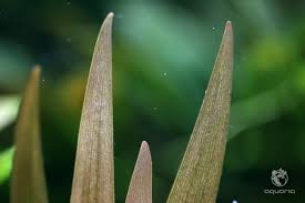 Image result for Xyris parvula