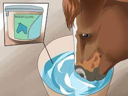 How To Treat Ringworm In Horses 8 Steps With Pictures Wikihow