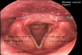 Check spelling or type a new query. Normal Laryngeal Function