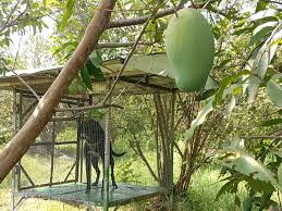 Some may find it surprising to hear that mango, the popular tropical fruit, is grown in japan. G3qjtsspnflgum