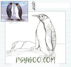 Penguins are adorable birds found mostly in the southern hemisphere. Realistic Zoo Animals Coloring Pages Pdf Print Free
