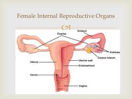 Female anatomy includes the external genitals, or the vulva, and the internal reproductive organs. Parts Of The Female Reprodutive System