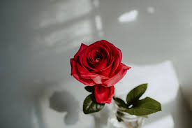 Rose Wallpapers: Free HD Download [500+ HQ] | Unsplash