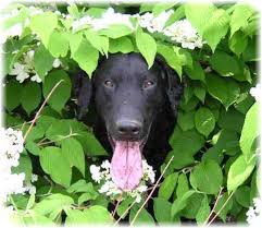 It consists of two outer cutting pieces and a seal to mark internal details. Russian Sage Poisonous To Dogs Online