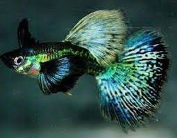 Pin By Kc Lai On Guppy Guppy Fish Fish Pet Fish