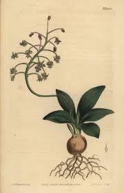 Image result for Ledebouria revoluta