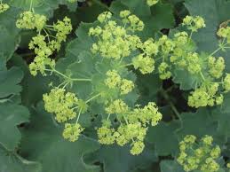Image result for Alchemilla microbetula