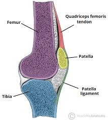 Muscles are the only tissue in the body that has the ability to contract and. The Knee Joint Articulations Movements Injuries Teachmeanatomy