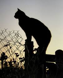 Grâce à cette girouette jardinière, les passionnés de jardinage n'oublieront pas d'arroser. Ma Girouette De Jardin Photo Et Image Animaux Animaux Domestiques Nature Images Fotocommunity