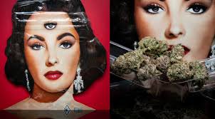 Liz Strain's Instagram, Twitter & Facebook