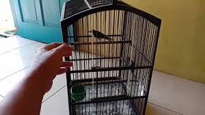 Telah belasan tahun berpraktek aku di kawasan kumuh ibu kota, tepatnya di kawasan pelabuhan rakyat di jakarta barat. Raffa Bird Shop Posts Facebook