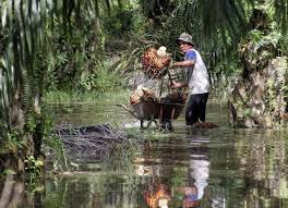 Minyak kelapa sawit dianggap sebagai tanaman penghasil minyak nabati tertinggi, dan menghasilkan lebih banyak minyak per hektarnya jika dibandingkan dengan bunga matahari, kedelai, dan kacang tanah. Isu Negatif Ancam Sektor Industri Kelapa Sawit Suarapemredkalbar Com