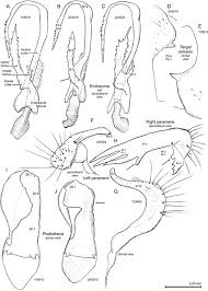Dane huguley closed cafe|bar a little over a month ago w/ a promise to reopen. (artık kapalı). Revision And Phylogenetic Analysis Of The North American Genus Slaterocoris Wagner With New Synonymy The Description Of Five New Species And A New Genus From Mexico And A Review Of The Genus