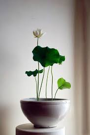 Ikebana Plantera Blommor Inomhustradgard Vaxt Inredning