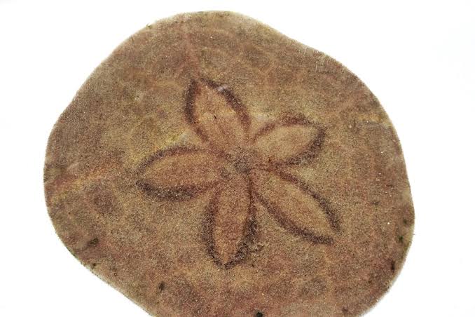 Sea Biscuit -