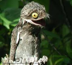 Creepy Bird With Big Eyes Have You Ever Seen A Potoo Well Get Ready Weird Birds Funny Birds Weird Animals