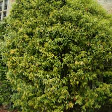 Image result for Myrianthus