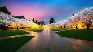 Download 1920x1080 wallpaper japan, cherry blossom, tree, flowers, full hd, hdtv, fhd, 1080p, 1920x1080 hd image, background, 21606 Cherry Blossom Tree Park With Yellow Lightening Under Blue And Pink Sky 4k Nature Hd Desktop Wallpaper Widescreen High Definition Fullscreen