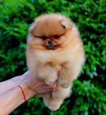 kabarik tuylu bal kupu kopek atlar tilki