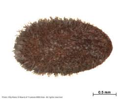 Image result for Anthospermum