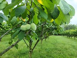 Banana Nordului Pawpaw Peterson în plină creștere