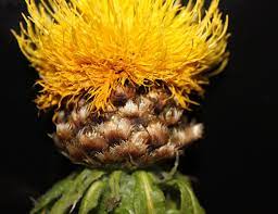 Washington State Noxious Weed Control Board
