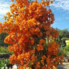 Bougainvillea Orange Plants Bougainvillea Most Beautiful Flowers