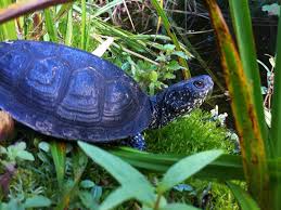 Suchen sie nach tiere in münchen oder inserieren sie einfach und kostenlos ihre anzeigen. Schildkroten Kaufen Hier Kauft Man Schildkroten