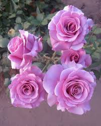 Maybe you would like to learn more about one of these? Pin On Roses