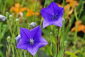 Once they become this large, growing it in a garden is recommended because it this is a plant that does not like to be disturbed. How To Grow And Care For Balloon Flowers Gardener S Path