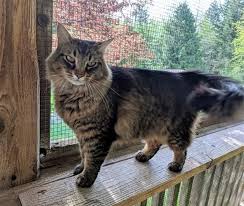 We are a small family owned and operated cattery that is dedicated and committed to ensure the health and well being of our. Jupiter Maine Coon Cat Duncan Cowichan Mobile