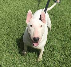 Pin On Dogs For Adoption