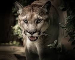 Puma Pictures: 100+ Free Images of the Majestic Puma Cat - Pixabay