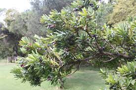The tree's smooth, slender stems are a. Podocarpus Latifolius Opregte Geelhout Real Yellowwood Muhovho Hovho Umkhomba Monaunyau Umsonti