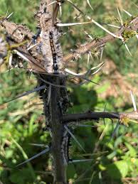 Image result for Oliverella rubroviridis