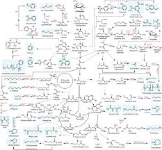 Cell and molecular biology is an integrative field of study which is focused on understanding the life of a cell. A Comprehensive Metabolic Map For Production Of Bio Based Chemicals Nature Catalysis